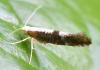 Argyresthia spinosella